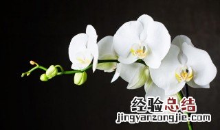 兰花黑斑病怎么治疗 兰花上全是黑斑怎么办