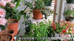 浇水前多1个小动作，花再也不烂根，开花刹不住闸！