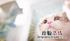 猫砂多长时间要换一次 猫砂大概多长时间换一次