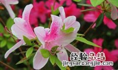 杜鹃花花语象征与寓意 杜鹃花花语