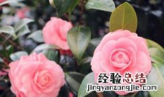 开花植物要施什么肥料 植物开花用什么肥料