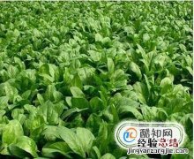 菠菜科学种植方法