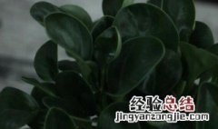 豆瓣绿水培养鱼好吗 绿水养鱼好不好