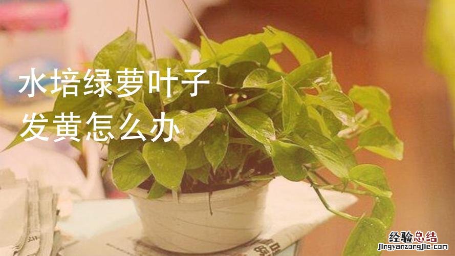 夏季怎么使植株不缺水