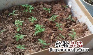 秋葵种子催芽要用水泡吗 秋葵种子播种前需要用水先泡一下吗