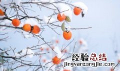 柿子树冬天1月能嫁接吗 柿子冬天可以嫁接吗