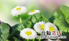 小雏菊需要加水吗 小雏菊需要深水醒花吗