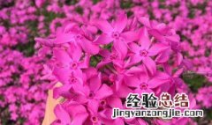 芝樱花苗种植方法和时间 芝樱花种植方法和时间