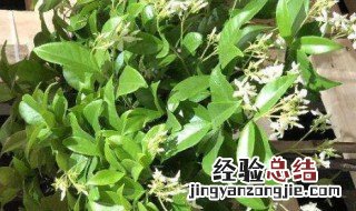 风车茉莉北方户外能过冬吗? 风车茉莉北方户外能过冬吗