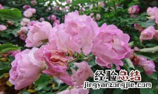 从网上买的蔷薇回来怎么种植 蔷薇花养几年才爬藤