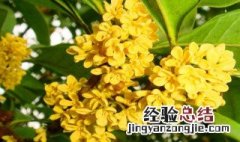 桂花树怎么养 养桂花树方法