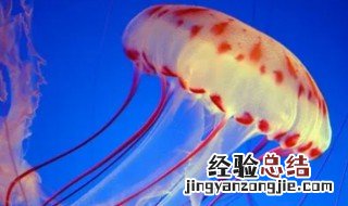 海蜇咬伤的处理方法 海蜇咬人怎么处理