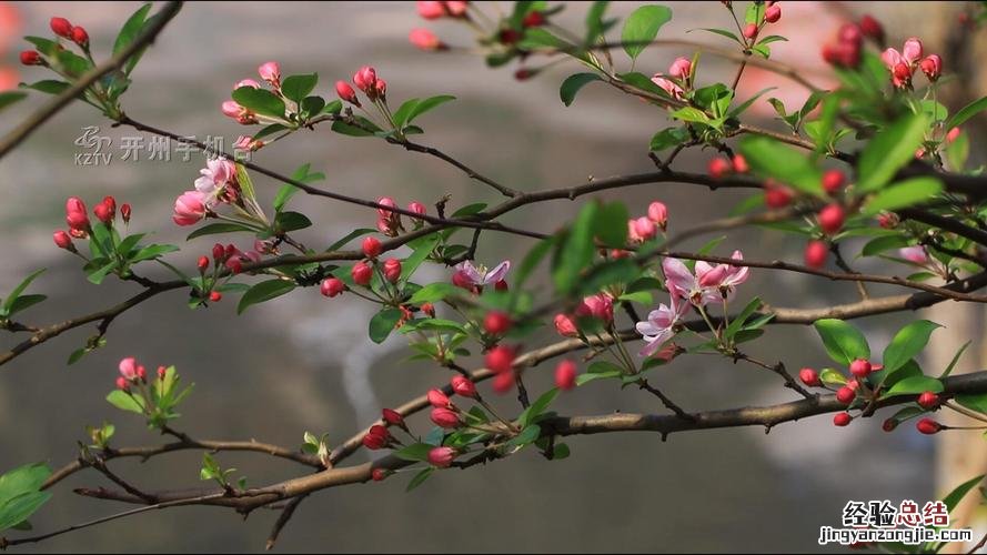 垂枝海棠什么时候开花