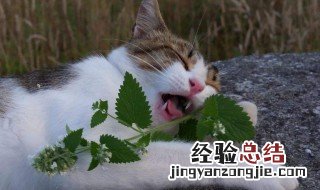 猫薄荷到底是什么东西 猫薄荷的形态特征