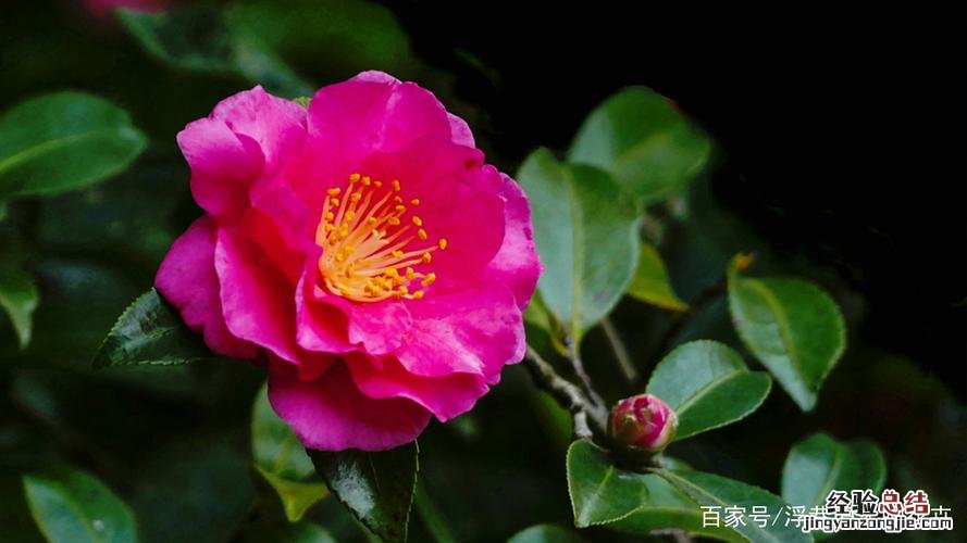 茶梅僵花怎么办