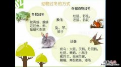 小动物们是怎样过冬的