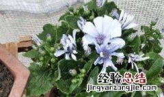 瓜叶菊一年开几次花 瓜叶菊一年四季开花吗