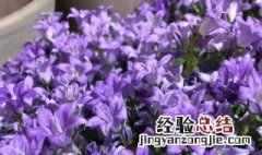 丹麦风铃草只能养一年吗 丹麦风铃草只能养一年吗图片