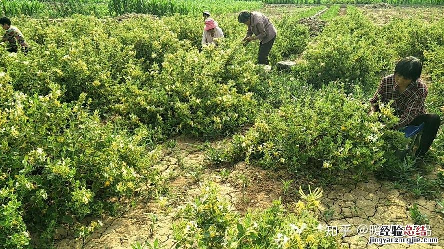 金银花的种植方法与管理方法