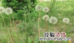 蒲公英汁液不小心被掉在衣服上怎么洗掉 用这几招来去除污迹