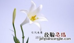 百合的花语和寓意? 白玫瑰的花语和寓意