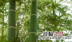 适合冬季种植的植物 冬天适宜种什么植物