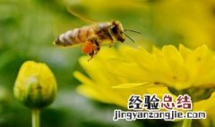 怎么养蜜蜂 养蜜蜂的方法