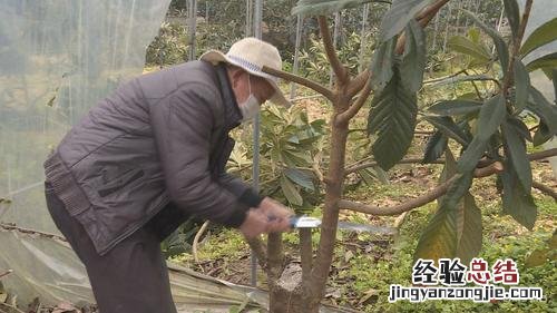 枇杷树嫁接方法