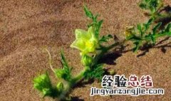 沙子能种什么植物 沙子能种什么植物图片