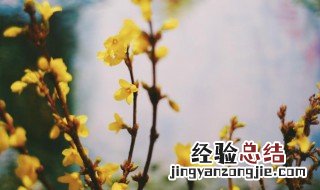 寸寸金可以养多久 寸寸金如何养才出花