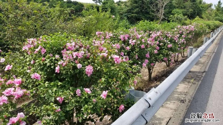 抚州适合养什么花,市花和市树是什么