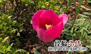 郁金香开花后还能再开吗 郁金香开花后还能再开吗