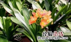 君子兰从长花剑开始多久能开花? 君子兰长花剑到开花需要几天