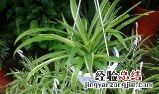 家里客厅养什么植物好 可以养这三种植物