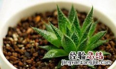 好养的植物盆栽有哪些 比较好养的植物盆栽介绍