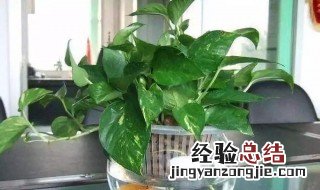 卫生间养什么植物好 3种适合卫生间养的植物介绍