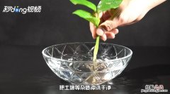 绿萝移植后注意事项