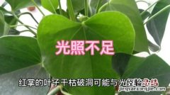 红掌叶子烂了是什么原因