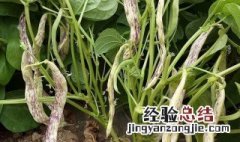 豇豆种植方法和时间 豇豆种植方法和注意事项