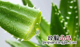 芦荟鲜叶的补水方法 新鲜的芦荟叶怎么使用