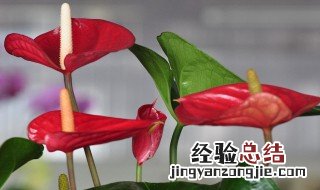 红掌怎么浇水 红掌的浇水方法