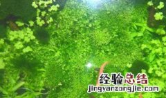 天胡荽水草能长多高 天胡荽水草直接放水中会活吗