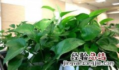 去甲醛养什么植物好 去甲醛的三种植物介绍