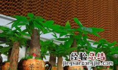 养什么植物好养又实用 超佛系的八种花卉推荐