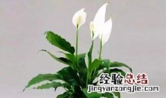 养什么植物寓意好 养什么植物寓意比较好