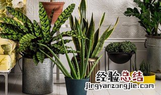 在室内养什么植物好 室内适合养什么植物