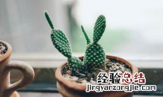 阳台养什么花和植物好 阳台养的花和植物有什么