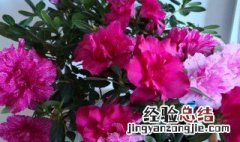 杜鹃花是四季开花吗? 杜鹃花是四季开花吗