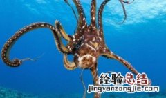 章鱼是外星生物吗 乌贼 章鱼 鱿鱼 墨鱼 八爪鱼