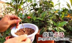 茶花分株方法 茶花分株方法有哪些